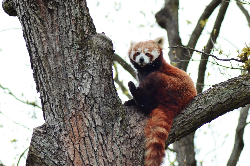 Rdeča panda