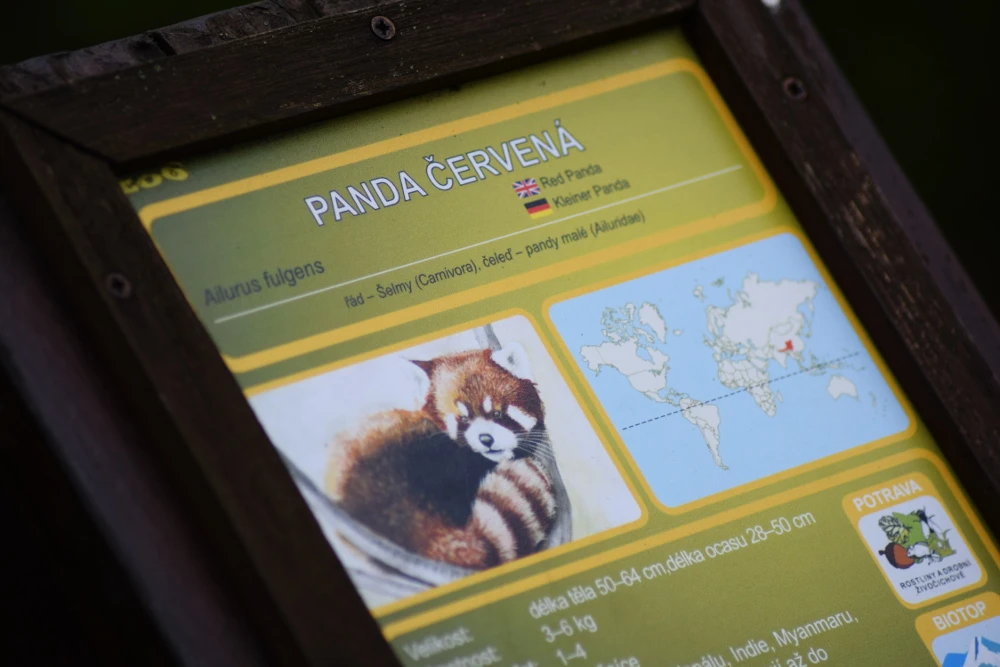 Rdeča panda v živalskem vrtu v Brnu