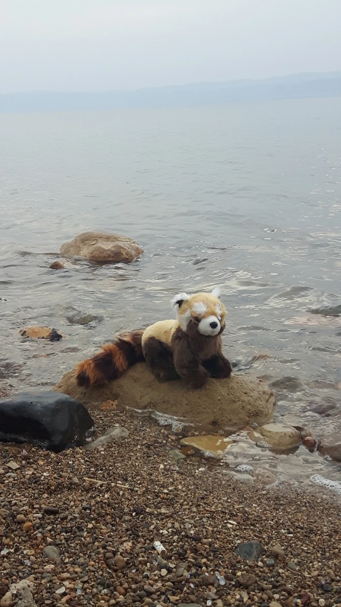 Panda v Jordaniji