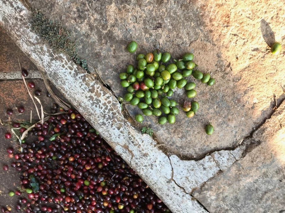 nepražena kavna zrna s kmetije Měsíční hora, Chikmagalur, Indija